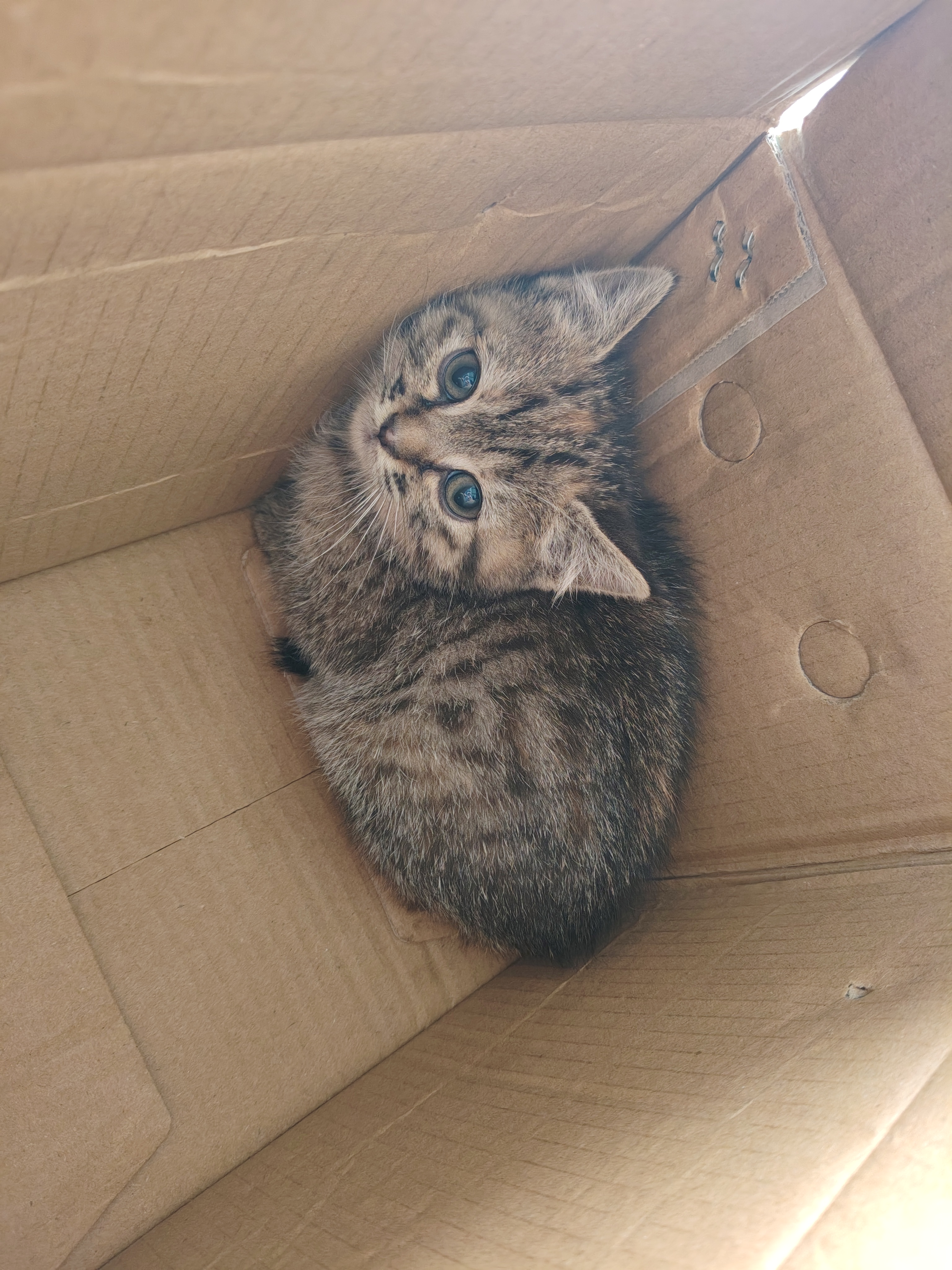 中华田园猫 狸花猫 小虎斑猫 活泼可爱 花纹清晰